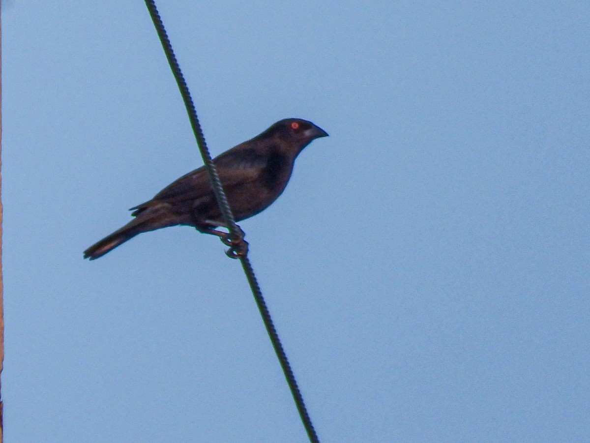 Bronzed Cowbird - ML643983726