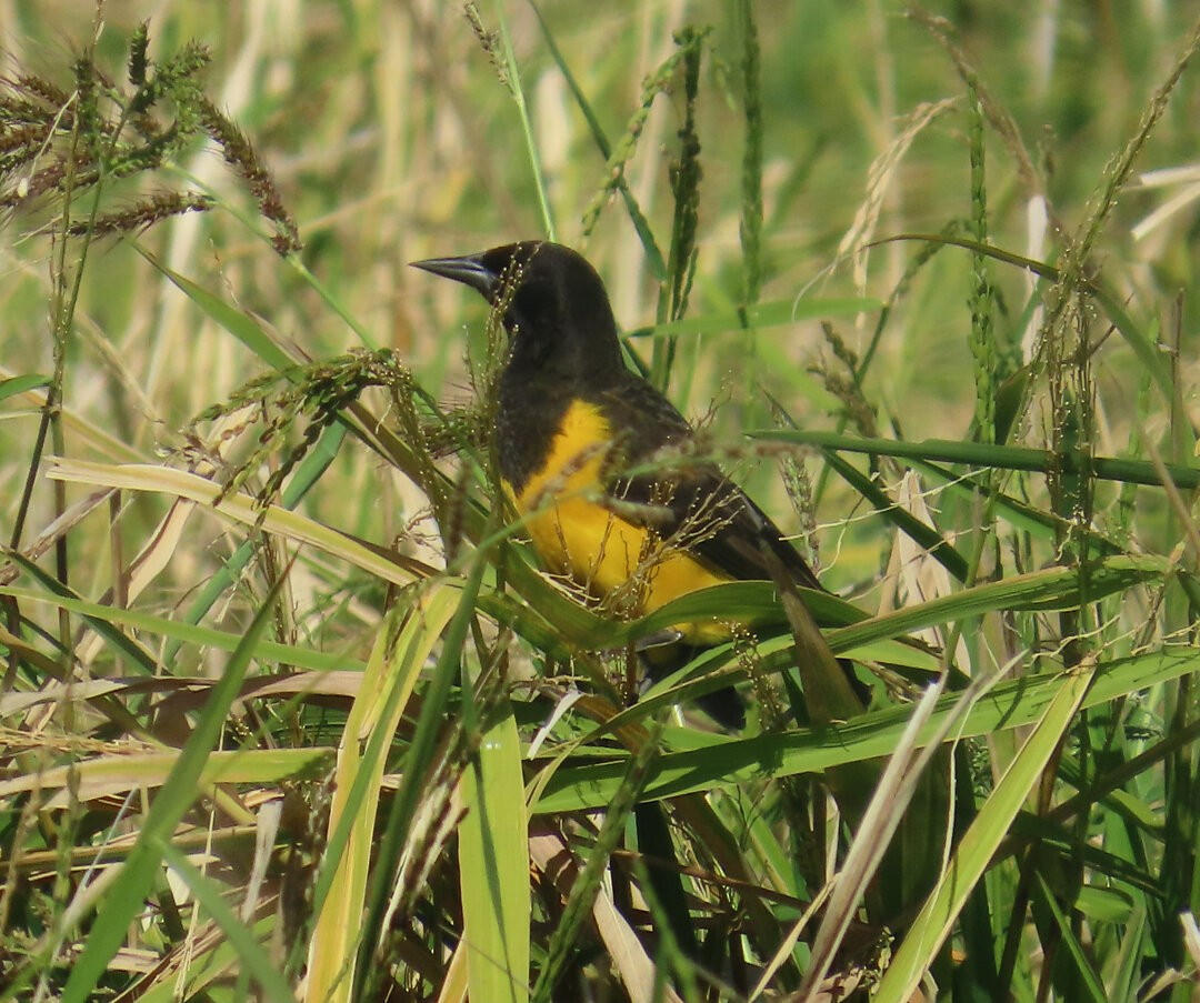 Yellow-rumped Marshbird - ML643983744