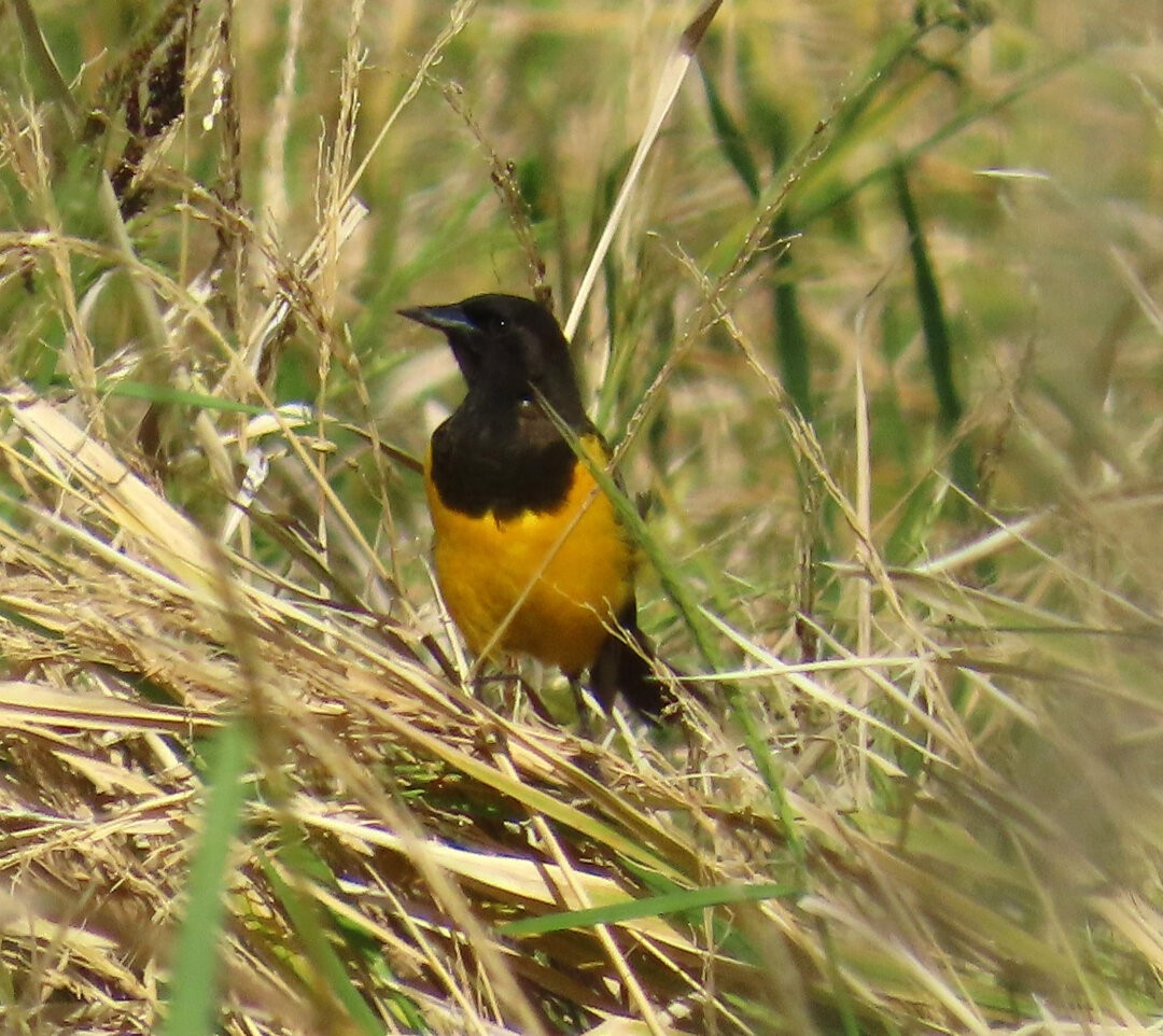 Yellow-rumped Marshbird - ML643983745