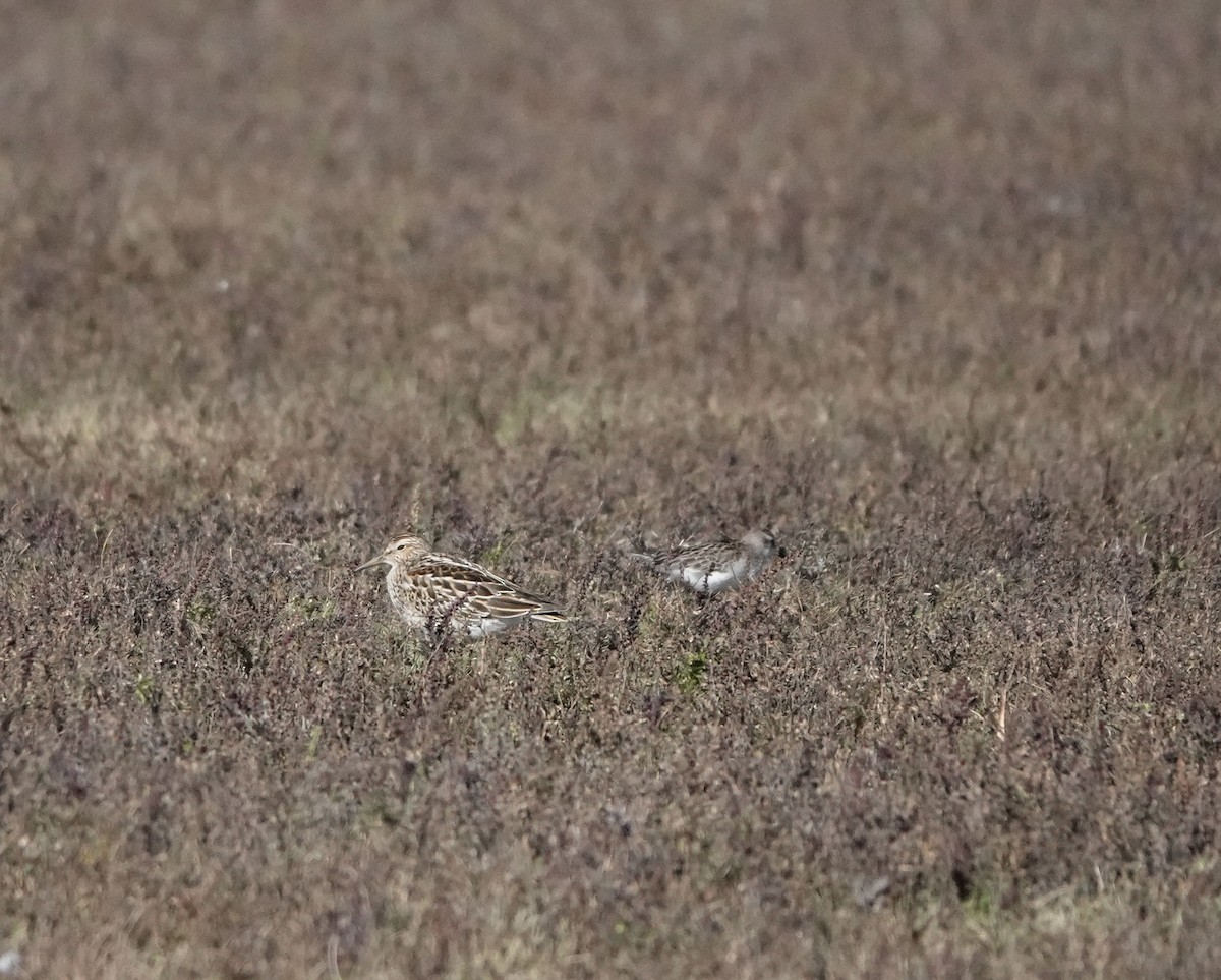 White-rumped Sandpiper - ML643983747