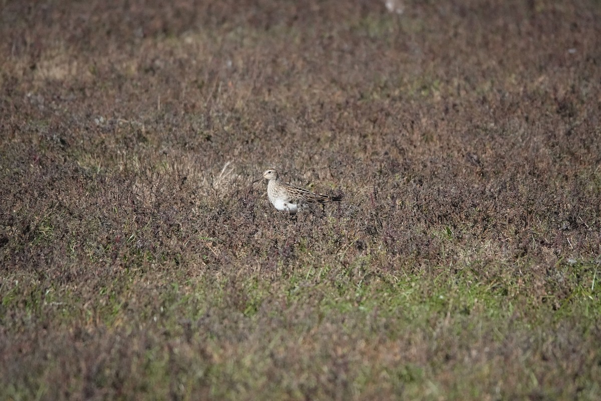 Pectoral Sandpiper - ML643983758