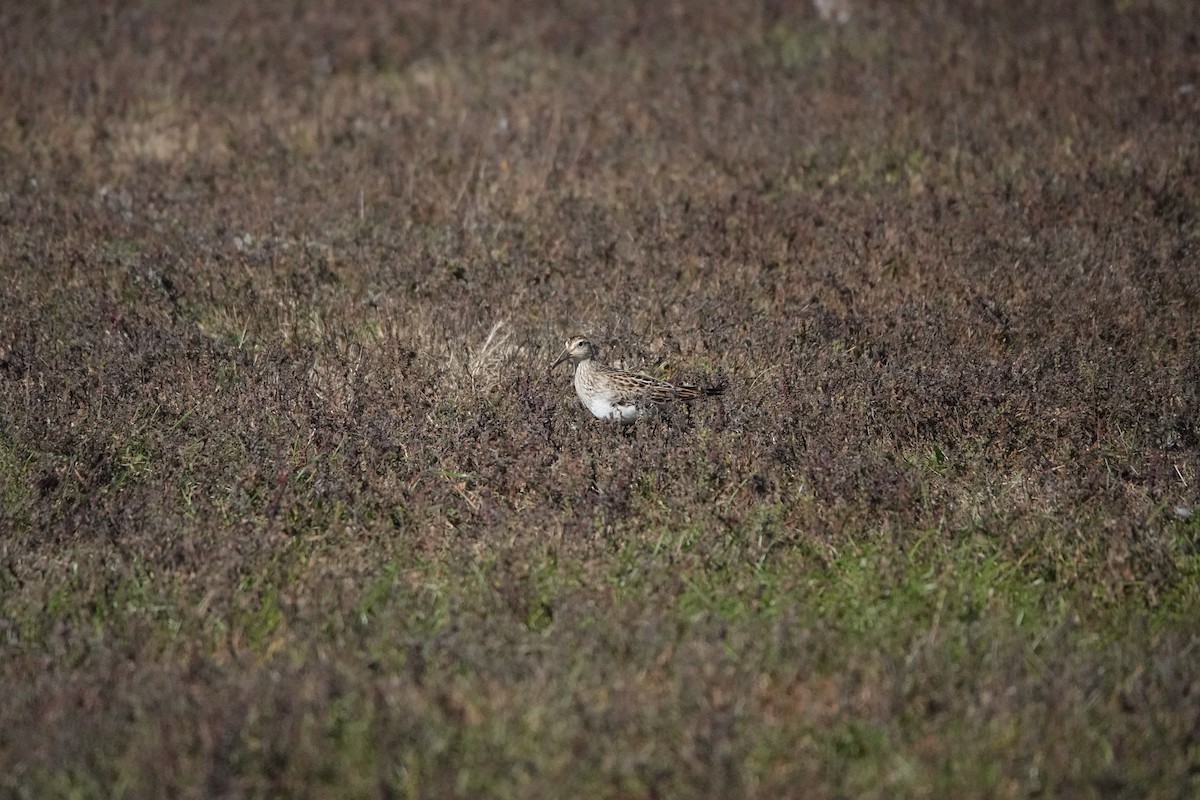 Pectoral Sandpiper - ML643983762