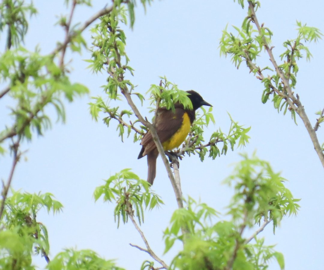 Yellow-rumped Marshbird - ML643983766