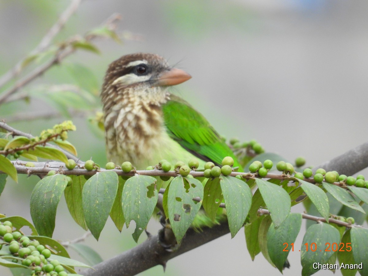 White-cheeked Barbet - ML643983782