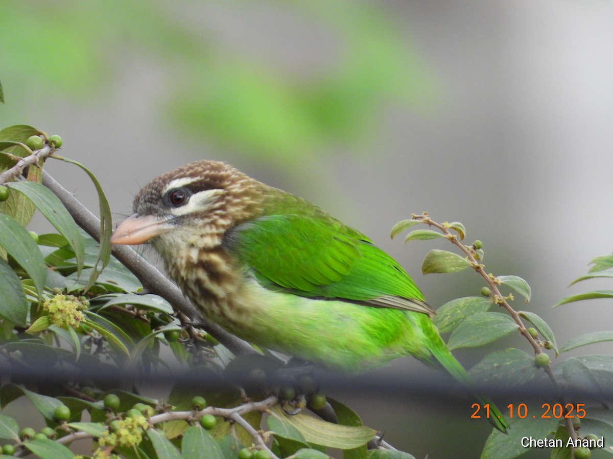 White-cheeked Barbet - ML643983783