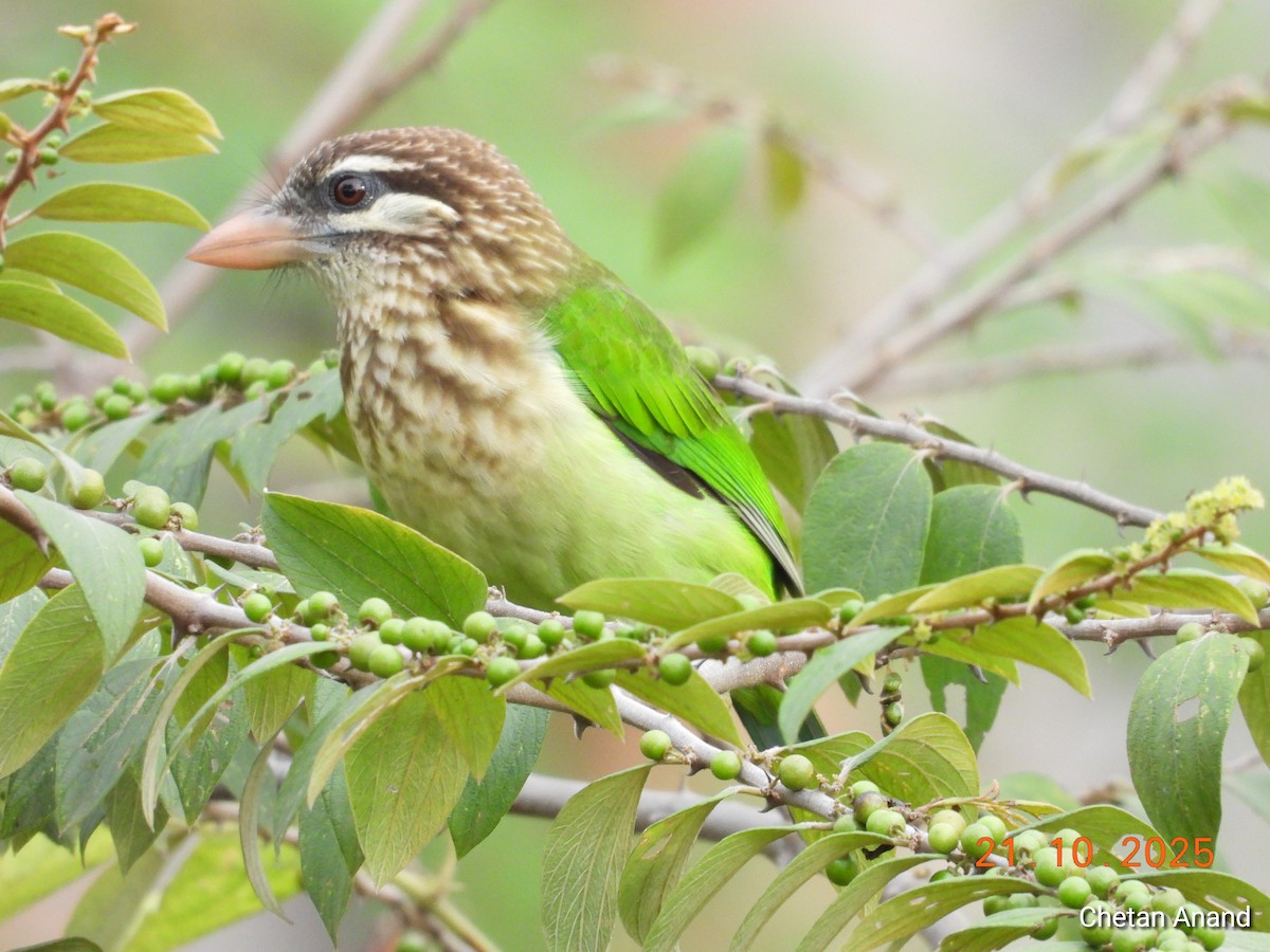 White-cheeked Barbet - ML643983784