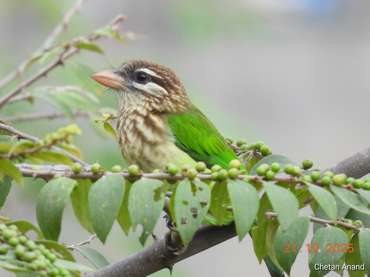 White-cheeked Barbet - ML643983785