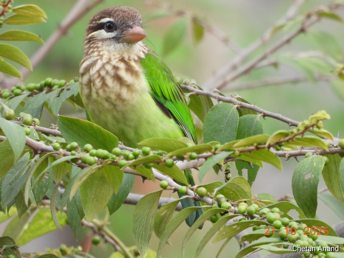 White-cheeked Barbet - ML643983789