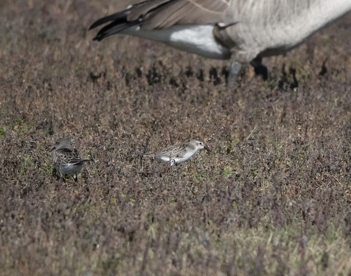 White-rumped Sandpiper - ML643983815