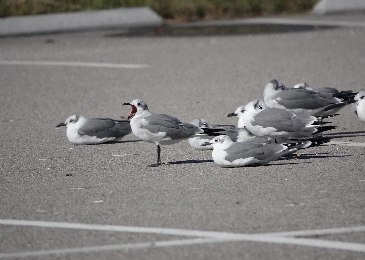 Laughing Gull - ML643983829