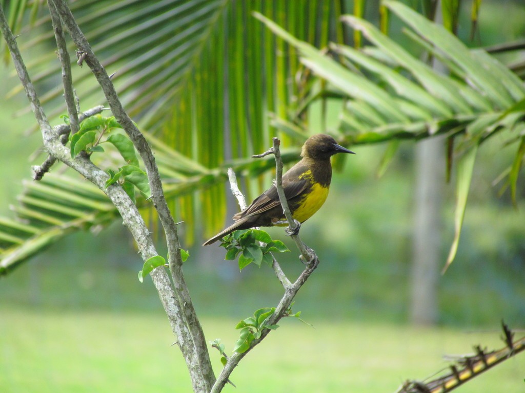 brungumptrupial - ML643983854