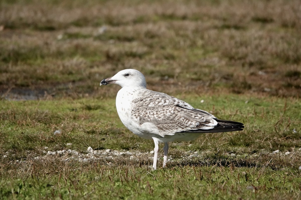Great Black-backed Gull - ML643983859