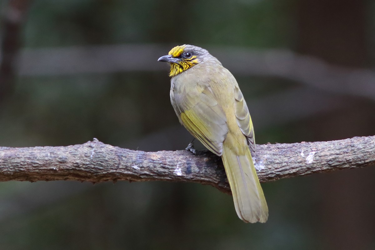 Bulbul de Finlayson - ML643983878