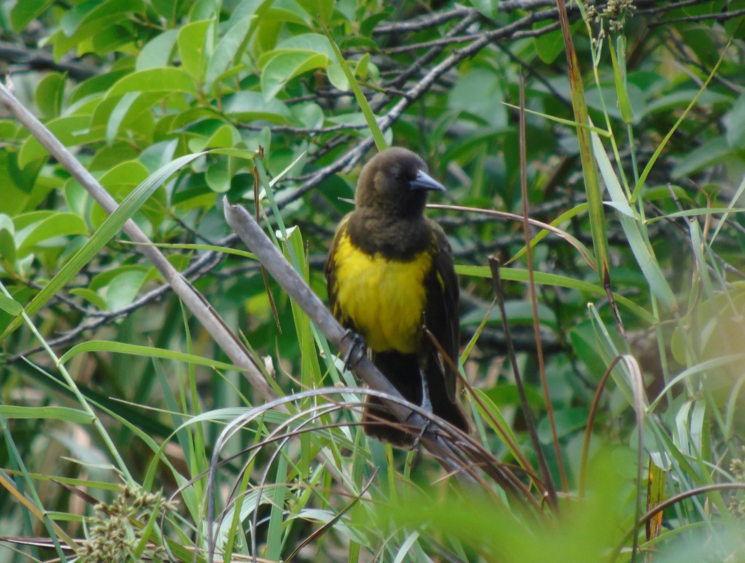 brungumptrupial - ML643983879