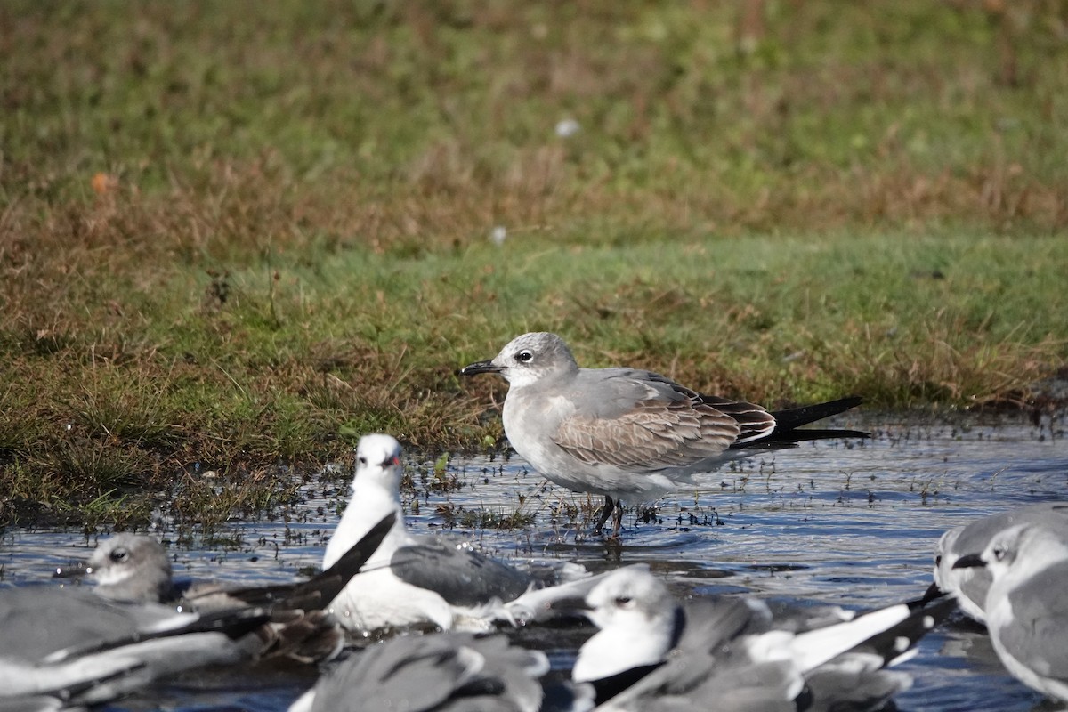 Laughing Gull - ML643983890