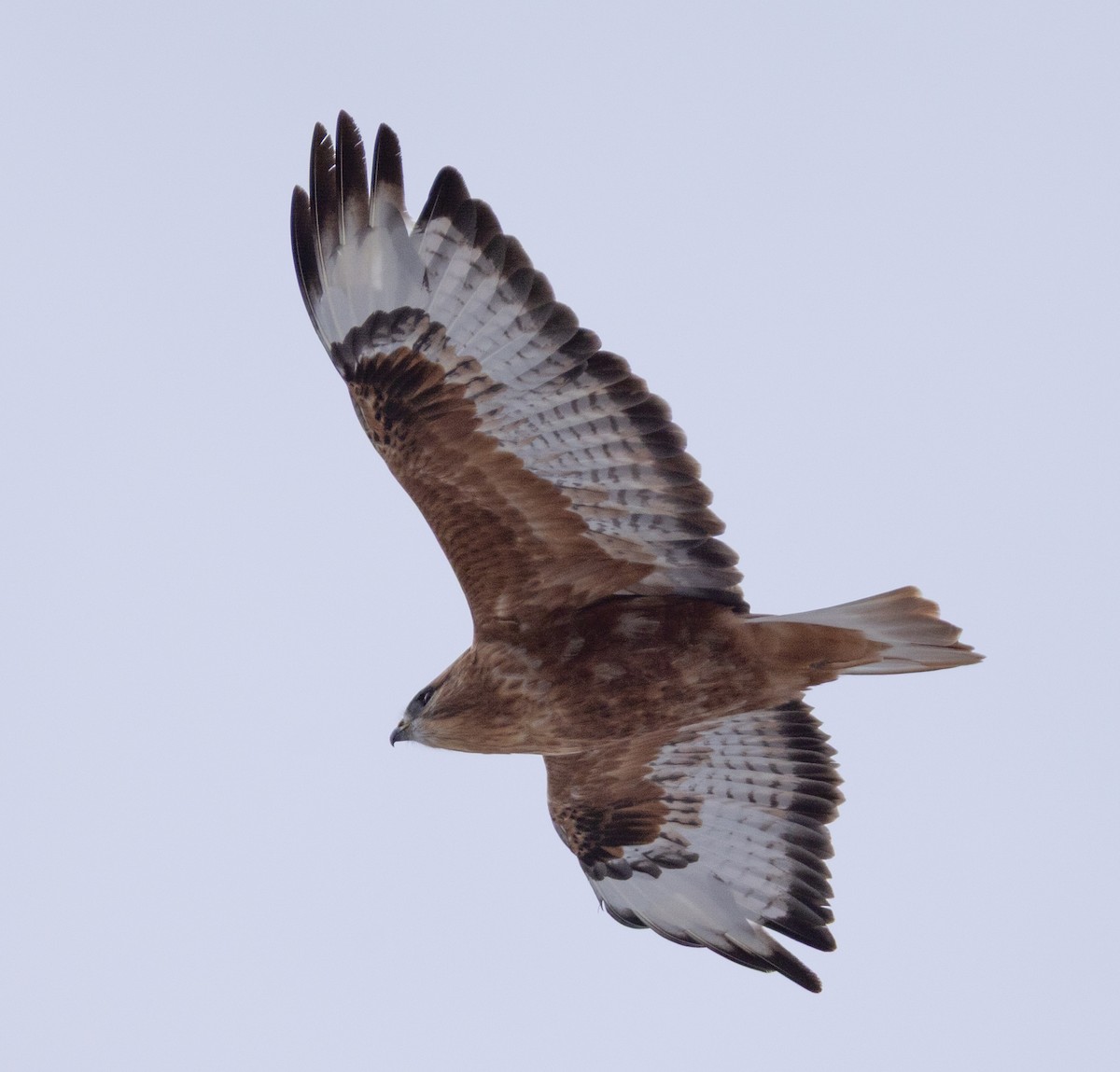 Common Buzzard (Steppe) - ML643983904
