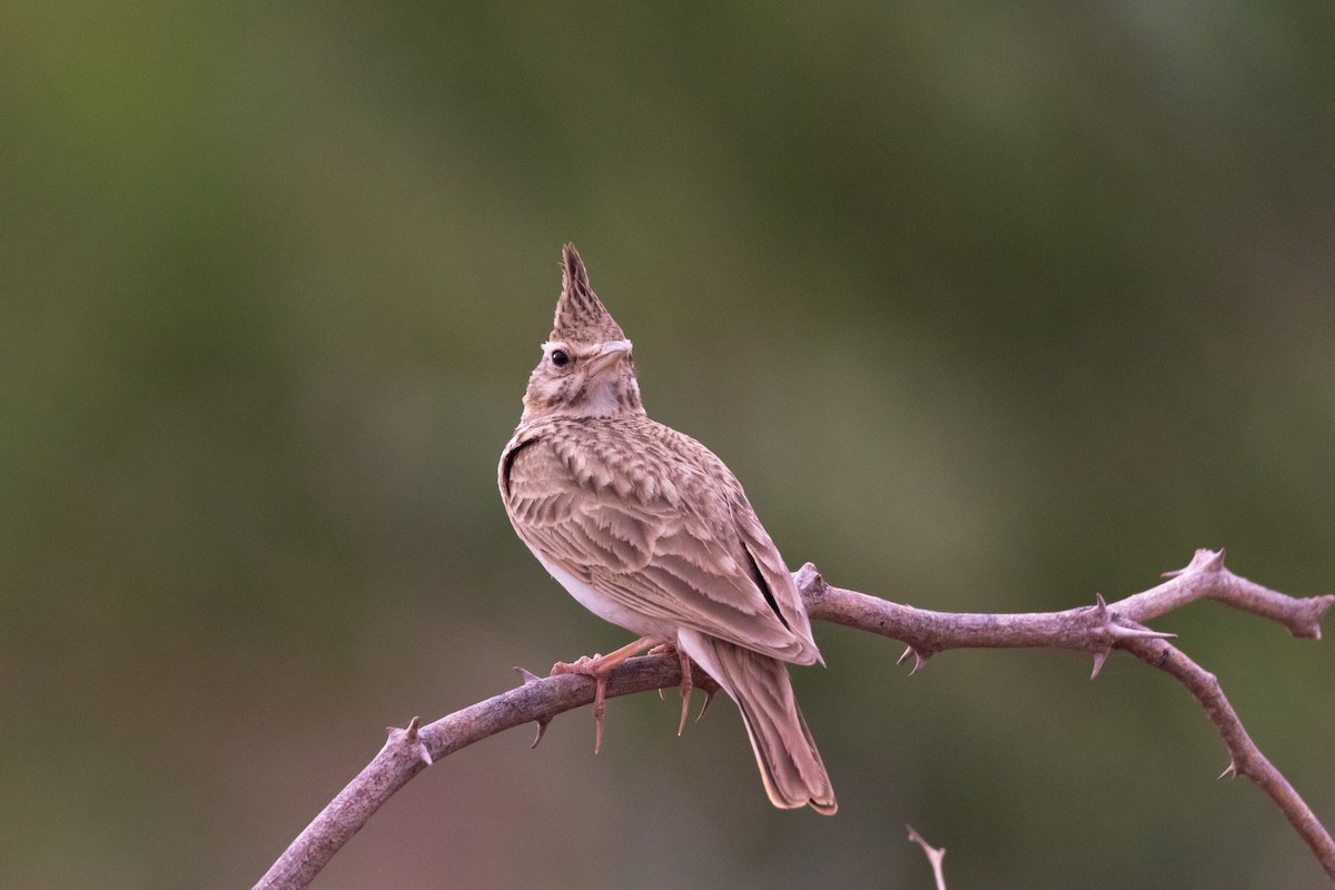 Tepeli Toygar (macrorhyncha/randonii) - ML643983905