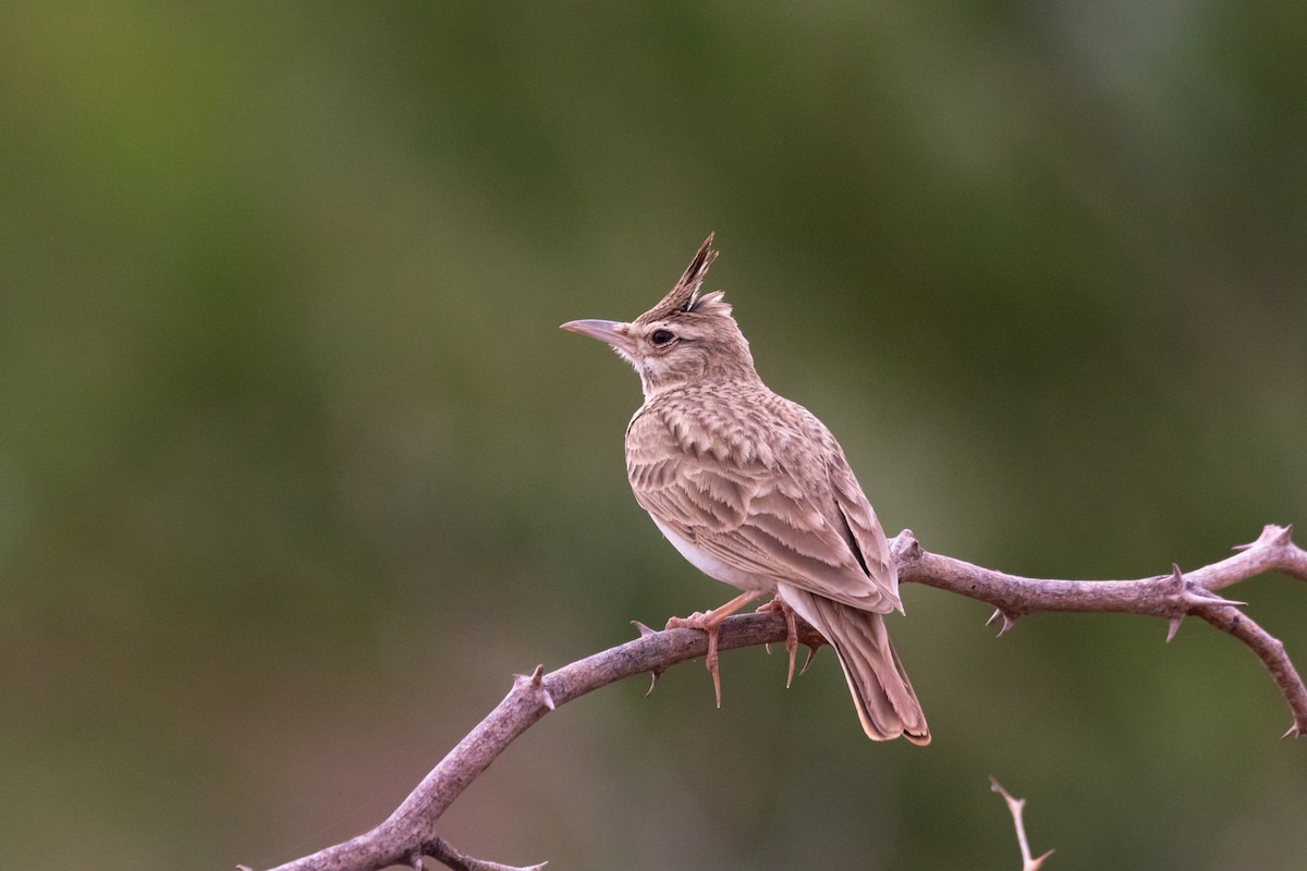 Tepeli Toygar (macrorhyncha/randonii) - ML643983906