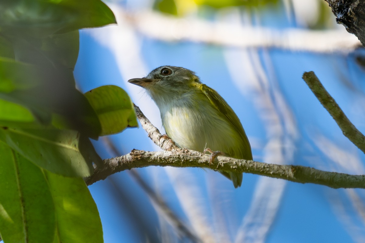 Microtyran à queue courte - ML643983921