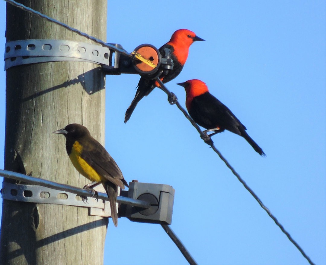 brungumptrupial - ML643983922