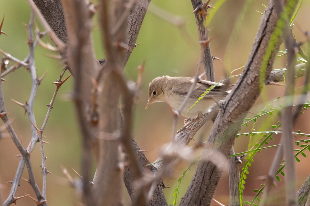 Eastern Olivaceous Warbler - ML643983927