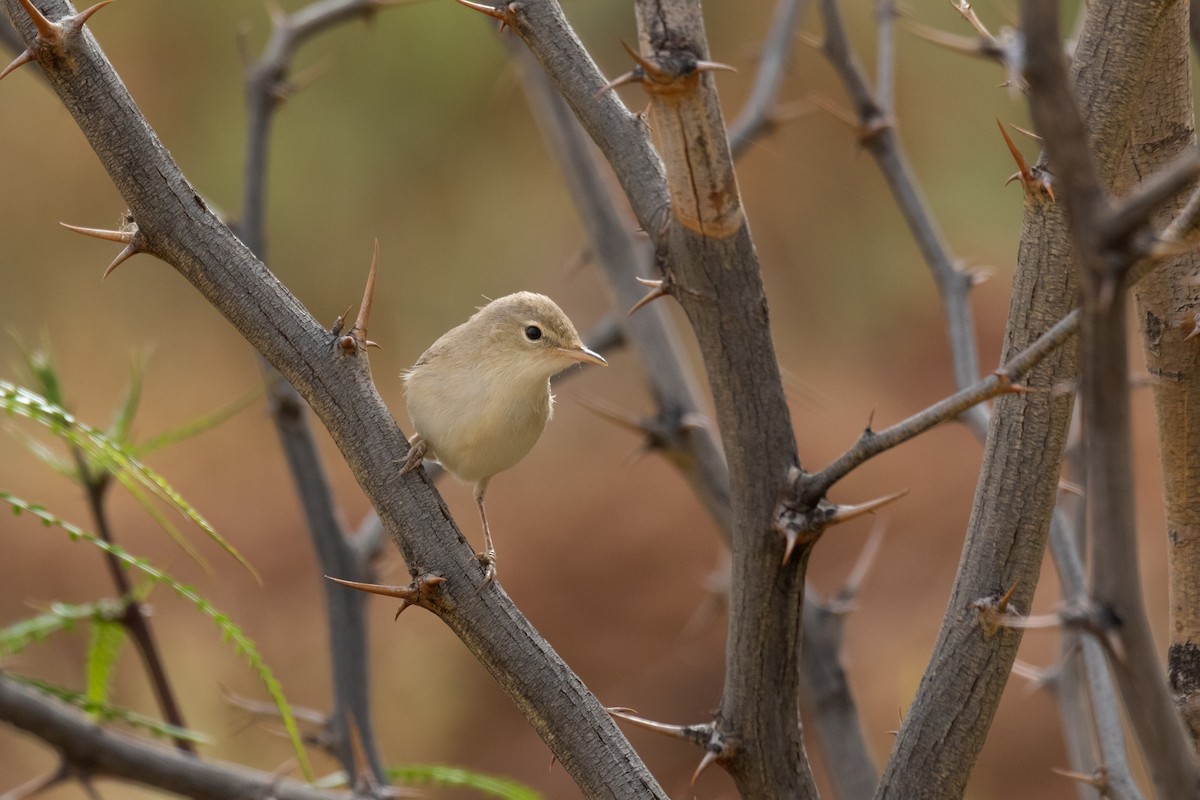 Eastern Olivaceous Warbler - ML643983928