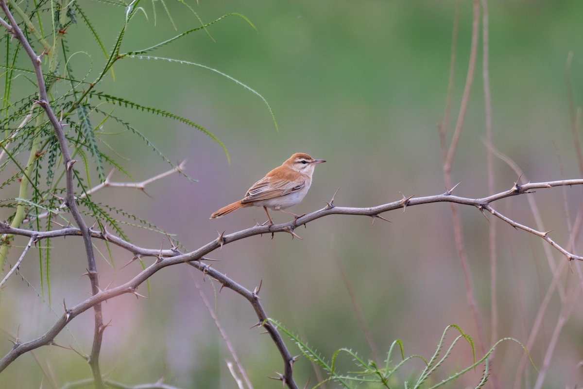 Rufous-tailed Scrub-Robin - ML643983934