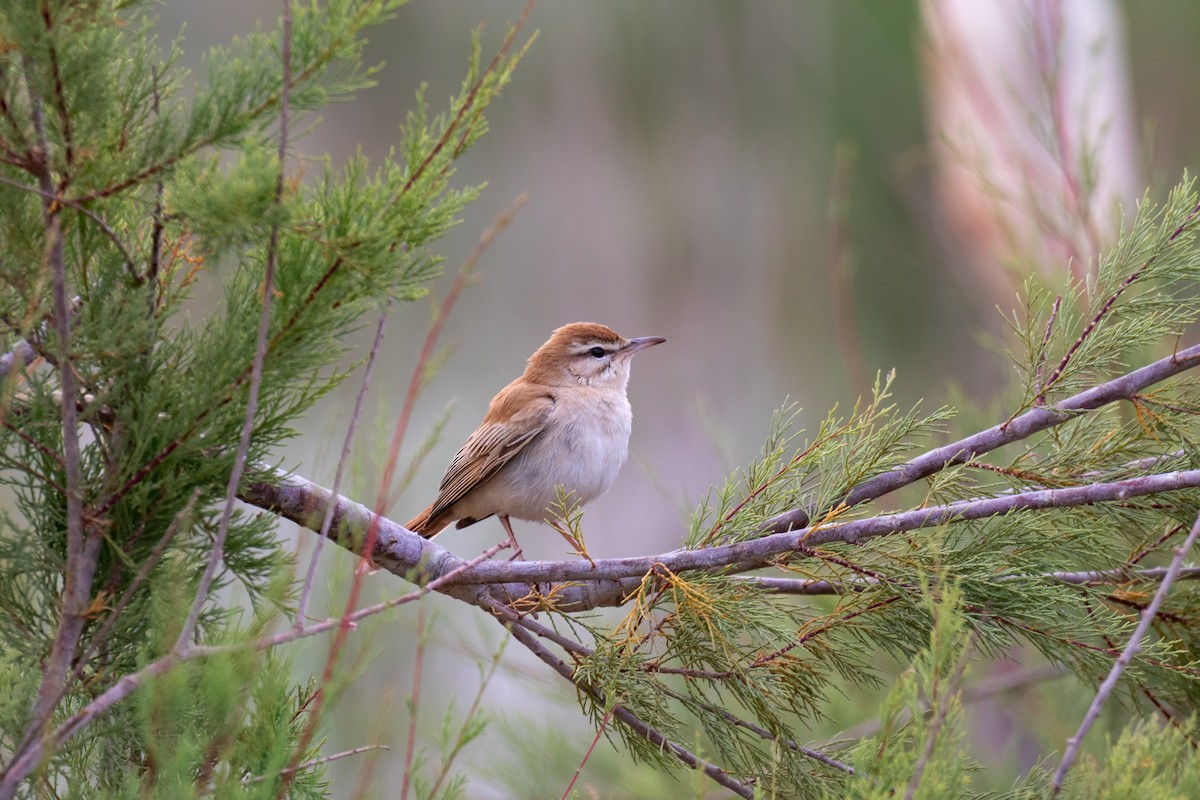 Rufous-tailed Scrub-Robin - ML643983935