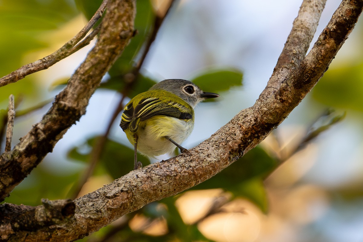 Microtyran à queue courte - ML643983938