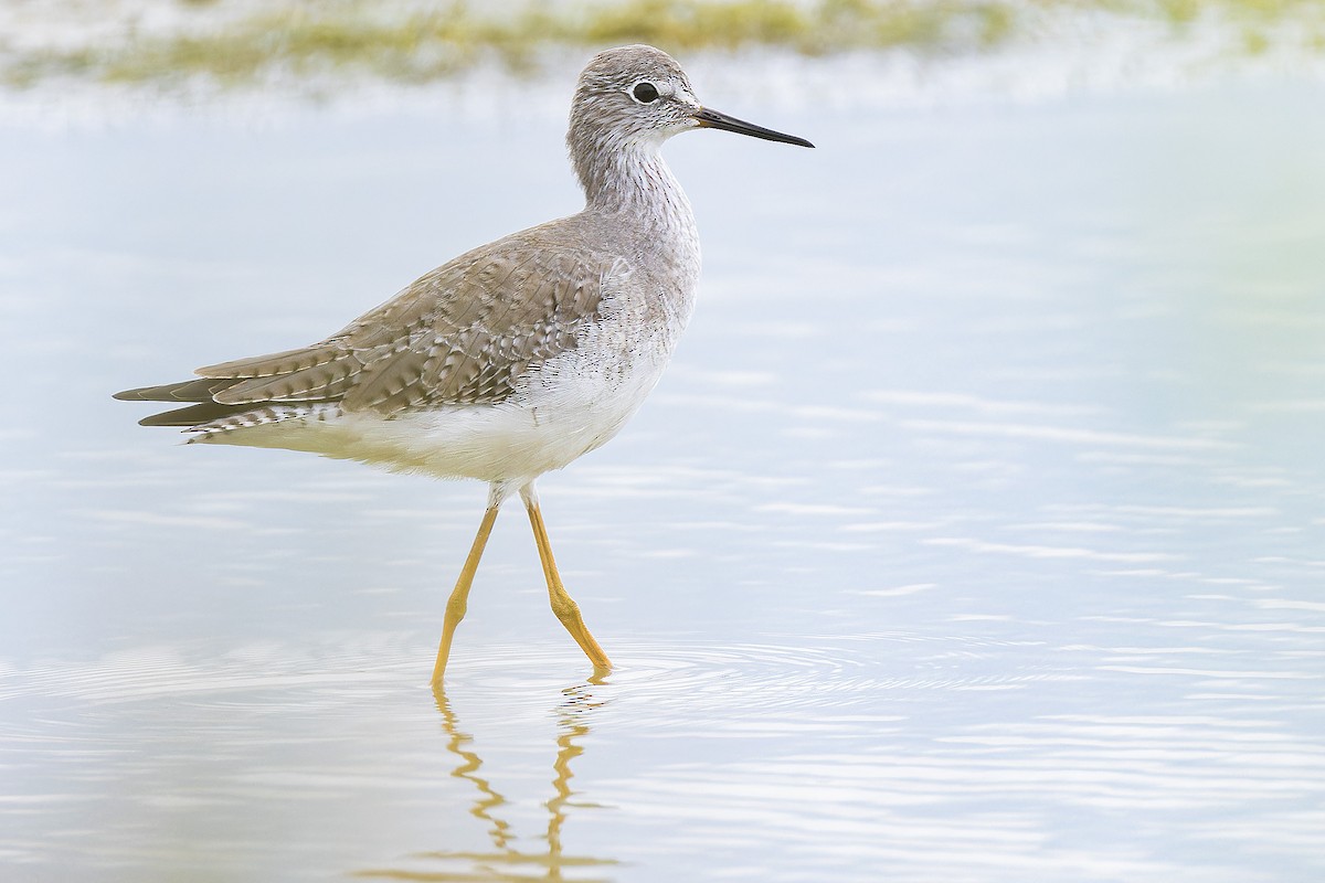 Lesser Yellowlegs - ML643983953