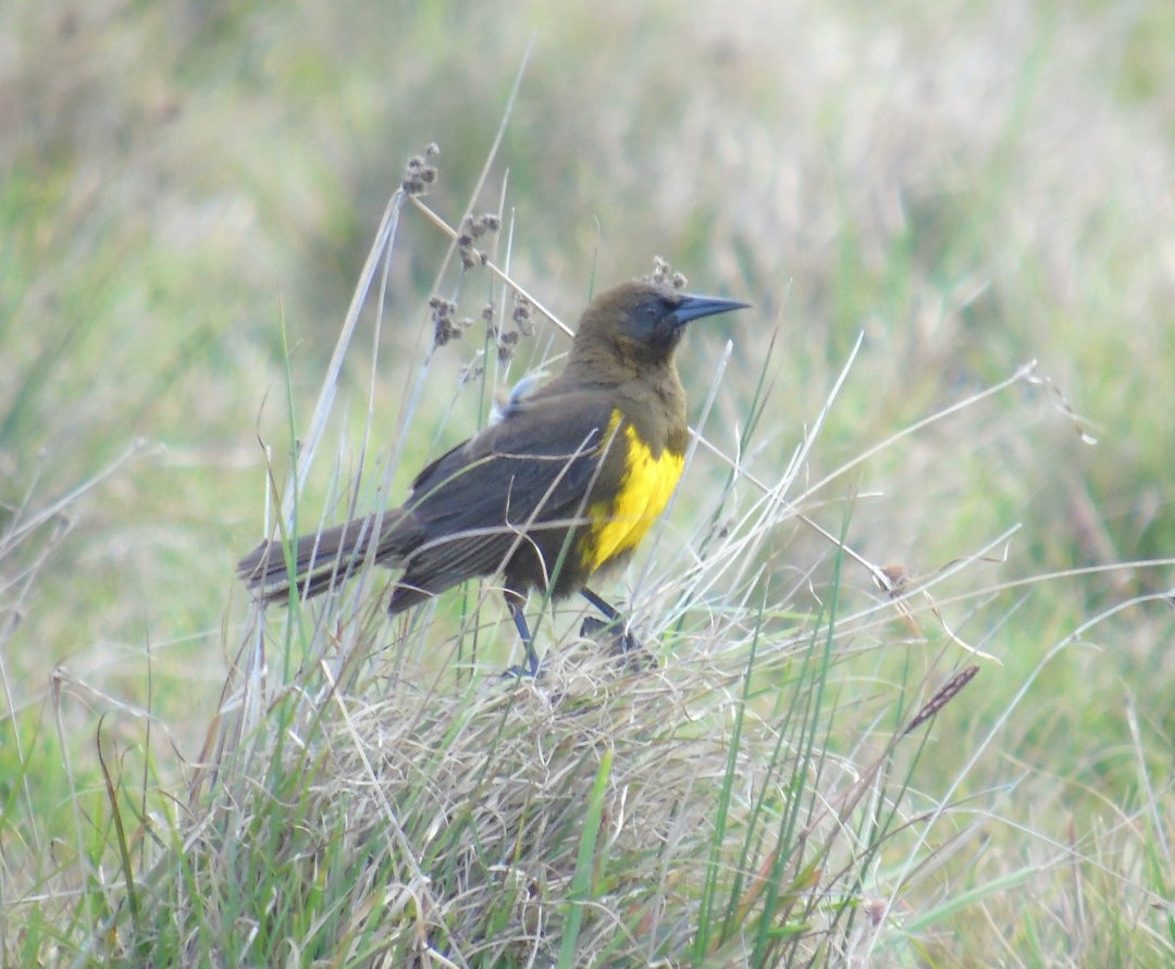 brungumptrupial - ML643983955