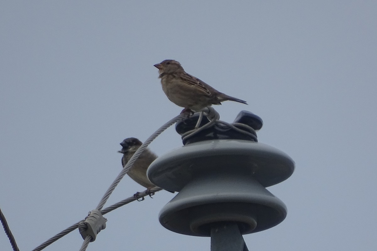 House Sparrow - ML643983962