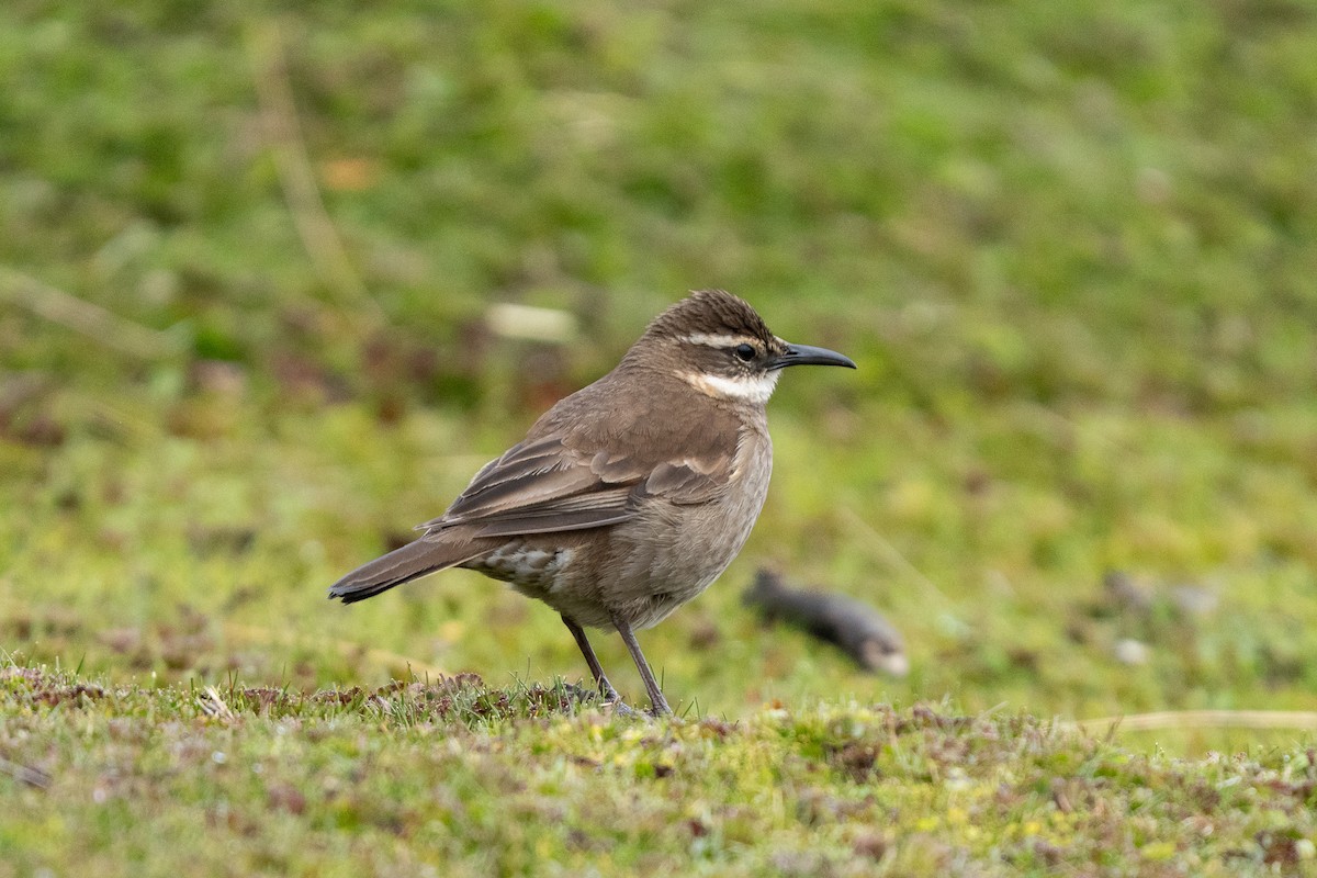 Stout-billed Cinclodes - ML643983972