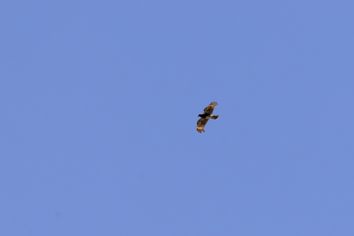Mountain Caracara - ML643983973