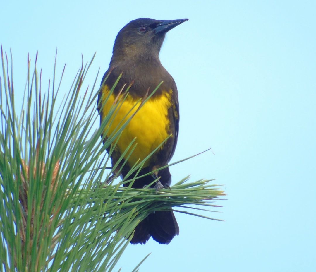 brungumptrupial - ML643983981