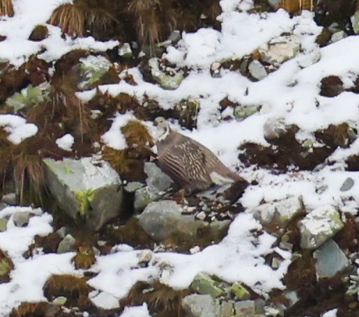 Caucasian Snowcock - ML643983984