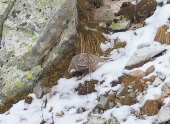 Caucasian Snowcock - ML643983985