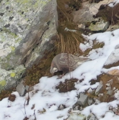 Caucasian Snowcock - ML643983986