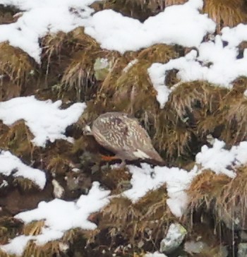 Caucasian Snowcock - ML643983987