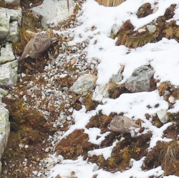 Caucasian Snowcock - ML643983988