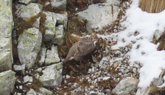 Caucasian Snowcock - ML643983989