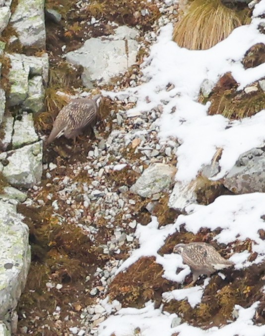 Caucasian Snowcock - ML643983991