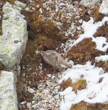 Caucasian Snowcock - ML643983992