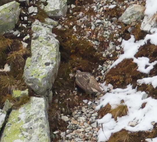 Caucasian Snowcock - ML643983993