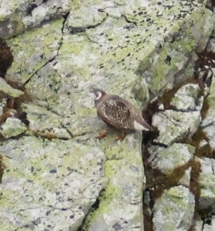 Caucasian Snowcock - ML643983994