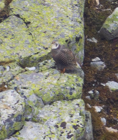 Caucasian Snowcock - ML643983995