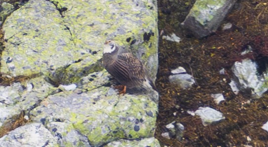 Caucasian Snowcock - ML643983996