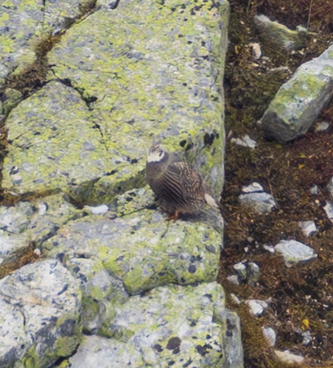 Caucasian Snowcock - ML643983997