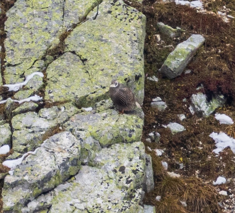 Caucasian Snowcock - ML643983998