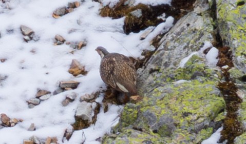 Caucasian Snowcock - ML643983999